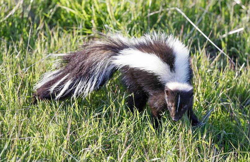 Riippumatta valitsemastasi liotusliuoksesta (ammoniakki