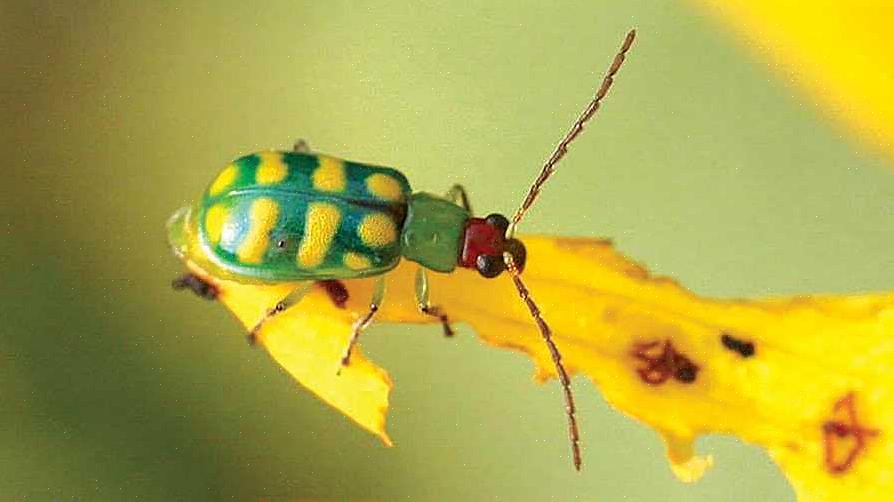 Täplikäs kurkku-kovakuoriainen (Diabrotica undecimpunctata)