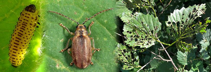 Tuontimainen Viburnum Leaf Beetle (VLB)