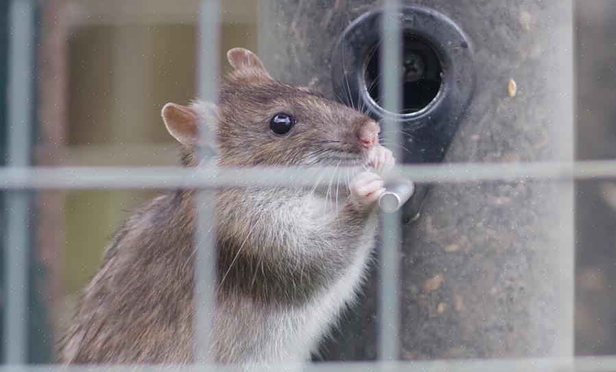 Leptospiroosi johtuu bakteerien suvusta (Leptospira spp.)