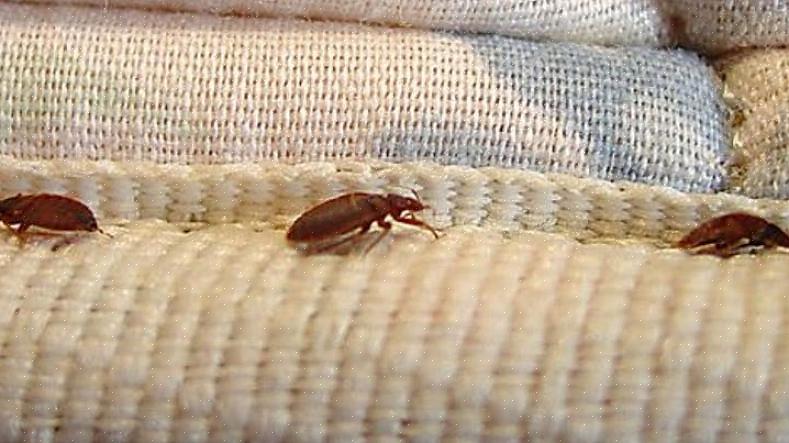 Bed Bug Graphics tarjoaa sarjan vaiheittaisia tietosivuja