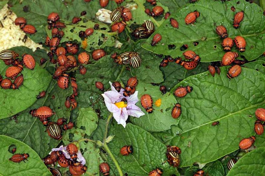 Colorado-perunakuoriainen (Leptinotarsa decemlineata) on ylivoimaisesti suurin tuholainen sekä takapihalla