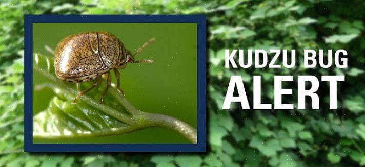 Kudzu-bugista voi tulla erittäin ärsyttävä tuholaisten koti