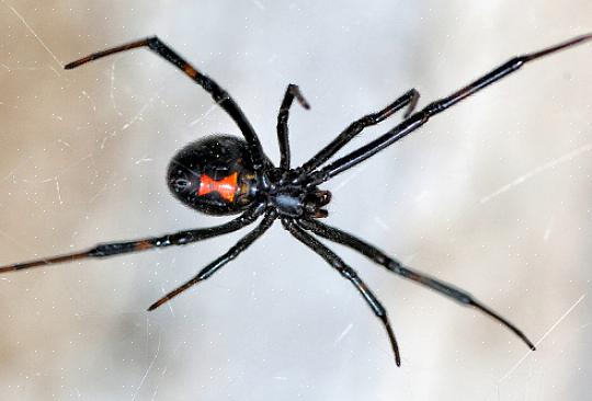 European House Spider on kammijalkainen hämähäkki