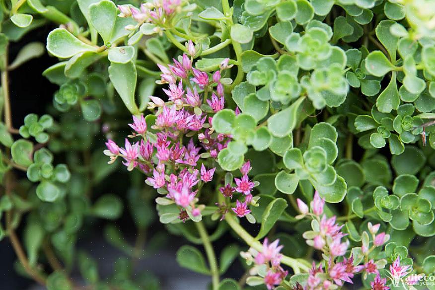 Sedum tetractinum 'Koralliriutta' on yksi harvoista sedumista