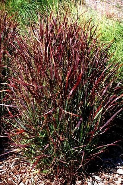 Neitsirohi (Miscanthus sinensis 'Gracillimus') kohoaa lyhyempien hirvieläinten kestävien ruohojen