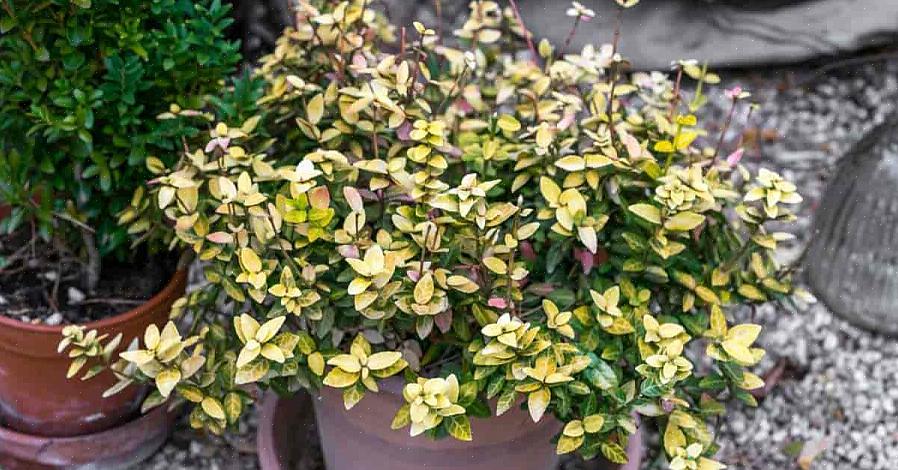 Euonymus japonicus tai japanilainen kara on pieni kukkiva pensas