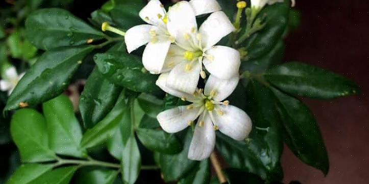 Murraya paniculata tai oranssi jasmiini on miellyttävä trooppinen kasvi