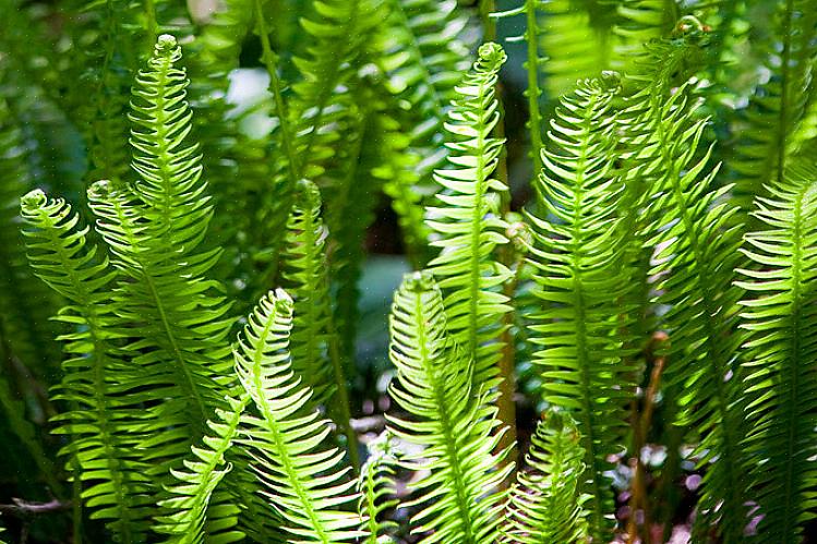 Blechnum-suku ei ole erityisen yleinen huonekasveina