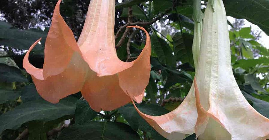 Jotka kuolevat Datura-myrkytykseen kasvien osien nauttimisen jälkeen