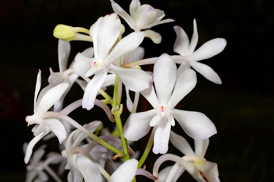 Rhynchostylis-kasvien pystysuorat kukka-rakenteet osoittautuvat erinomaiseksi lisäykseksi kaikkiin