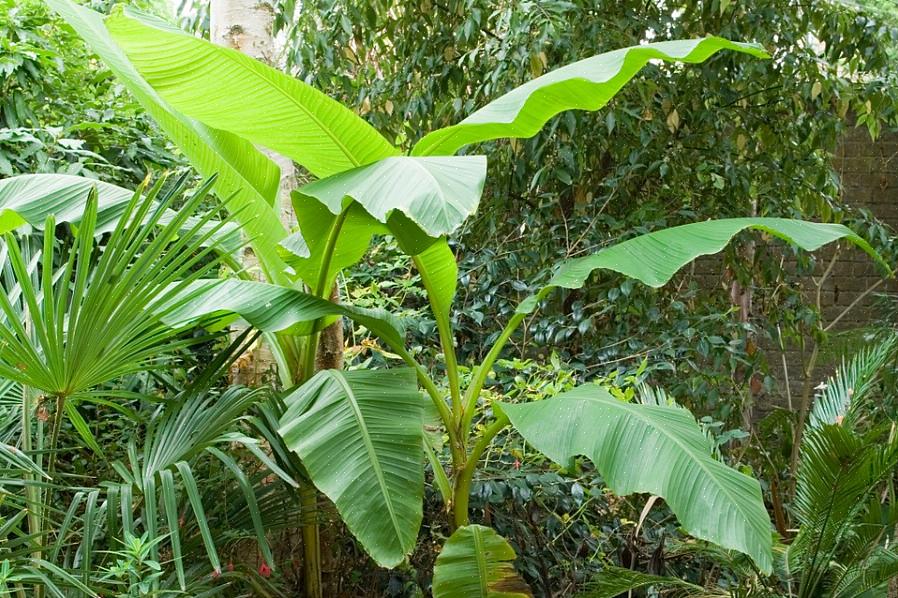 Japanilaisen banaanin lisäksi muita näihin lajeihin liittyviä nimiä ovat sitkeäkuitubanaani