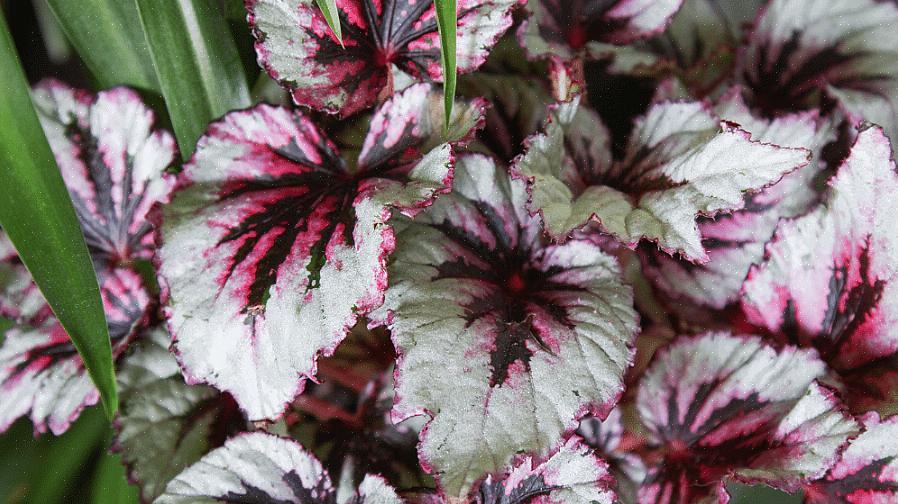 Erilaisten begonioiden joukossa Begonia rex on yksi kauneimmista