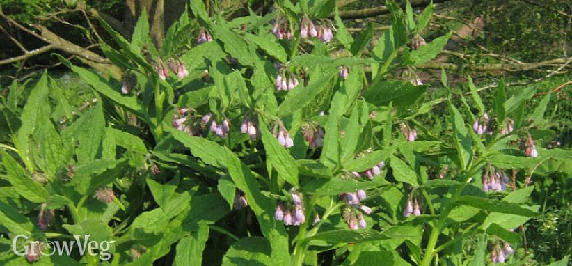 Nestemäisenä Comfrey-lehdet hajoavat nesteeksi melko nopeasti