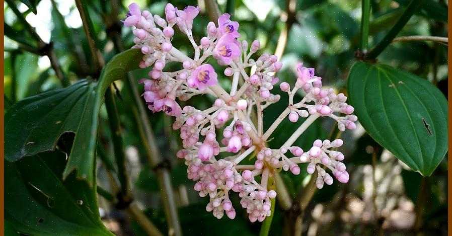 Medinilla-kasvit voivat olla epifyyttisiä sademetsässä