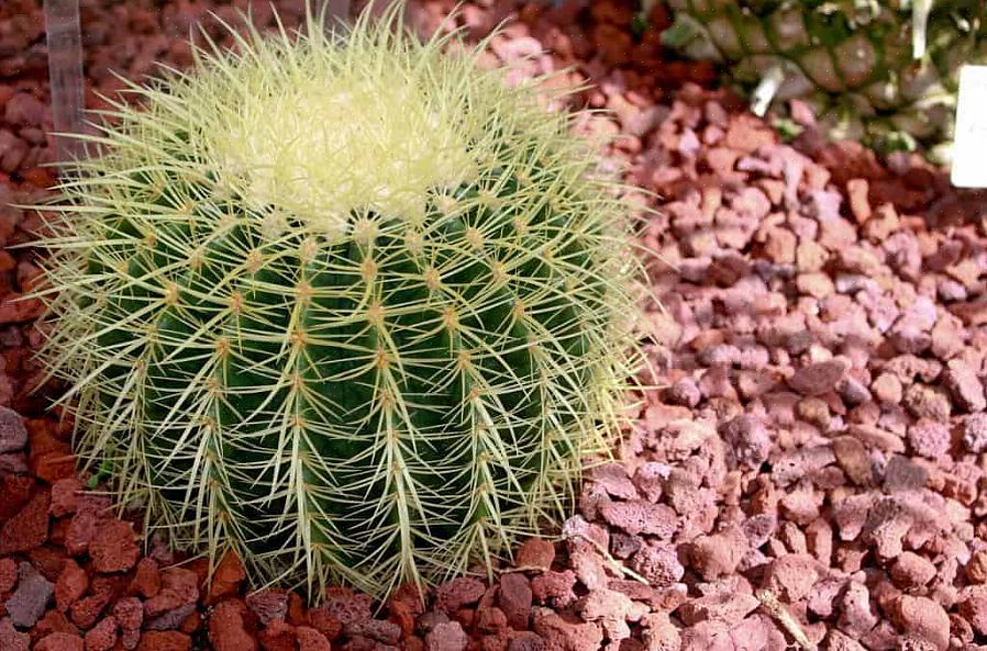 Echinocactus grusonii-suvun kultaiset tynnyrikaktukset soveltuvat erinomaisesti sisätiloissa kasvattamiseen