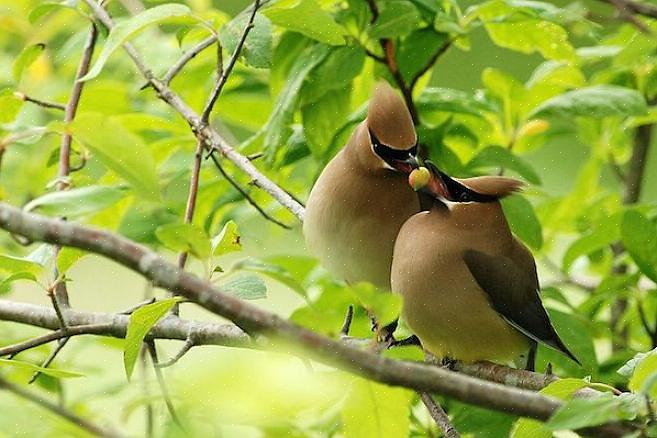 Cedar waxwingin kirkkaan keltainen hännän kärki on lennossa yhtä ilmeinen kuin linnun istuessa