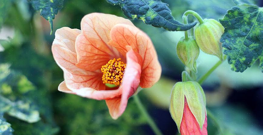 Abutilon-lajien kasvattamiseen on kaksi erinomaista syytä