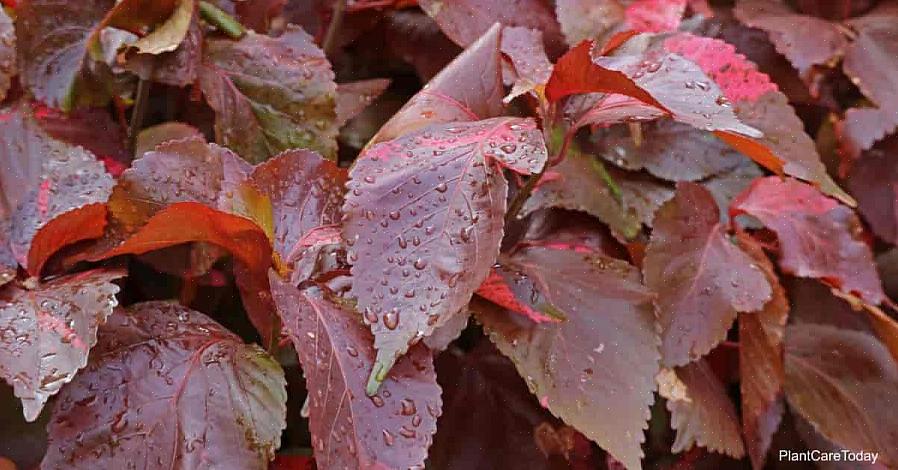 Acalypha kuten säännöllinen vesihuolto