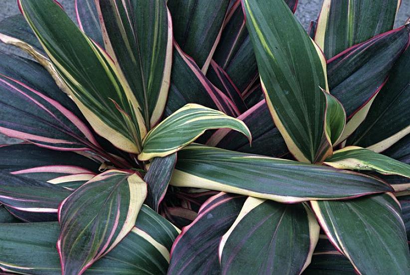 Cordyline (kasvitieteellinen nimi