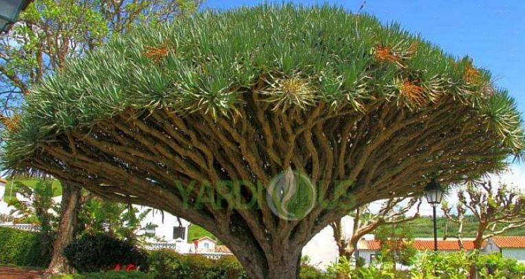 Lohikäärmeen verikasvi (Dracaena draco) ei ole kaunein huonekasveista