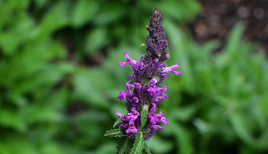 Betoni (Stachys officinalis) on monivuotinen yrtti