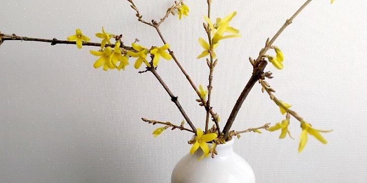 Kuinka pakottaa forsythia-kukkia