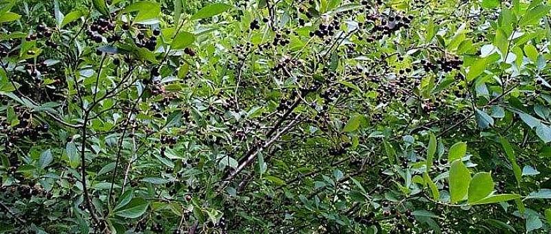 Musta aronia (Aronia melanocarpa) on lehtipensas Pohjois-Euroopasta