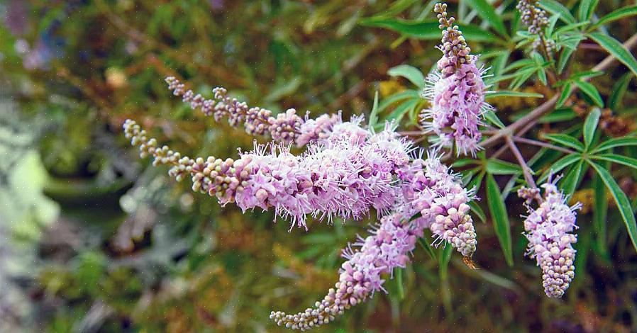 Siveä puu (Vitex agnus-castus) on ihana lehtipensas