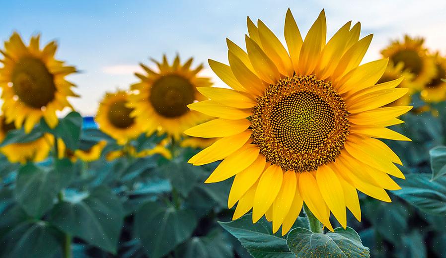 Monivuotinen Helianthus kukkii parhaiten täydessä auringossa