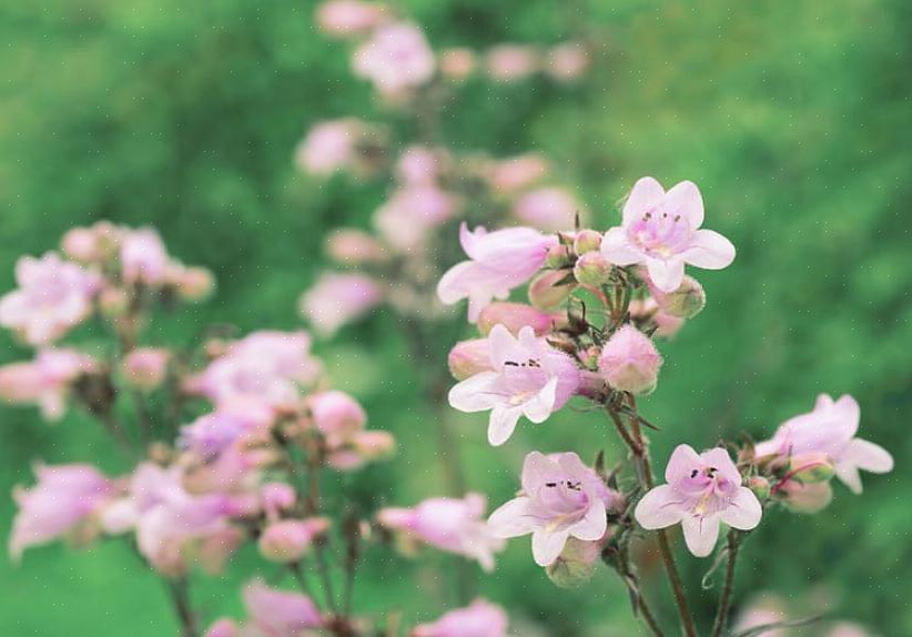 Penstemon-kasvit ovat nurmikasvien monivuotisia kasveja