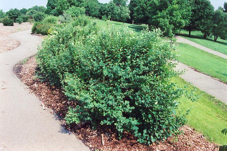 Tavallinen lumimarja (Symphoricarpos albus) on lehtipuiden pensas