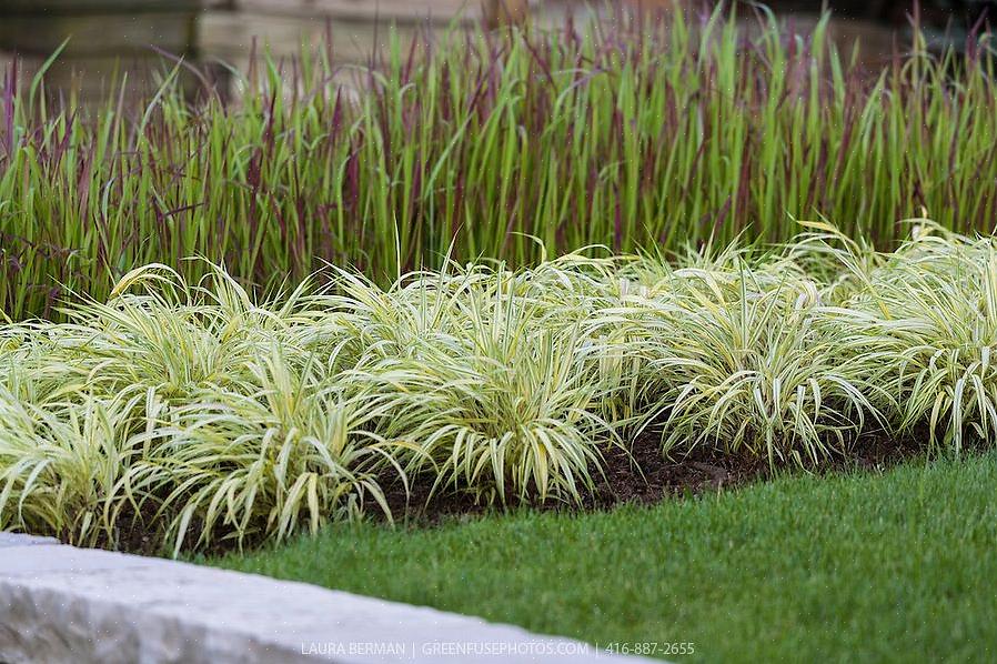 Golden Japanese Forest Grass (kasvitieteellinen nimi