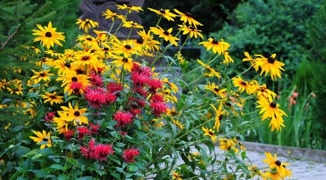 Rudbeckia hirta 'Moreno