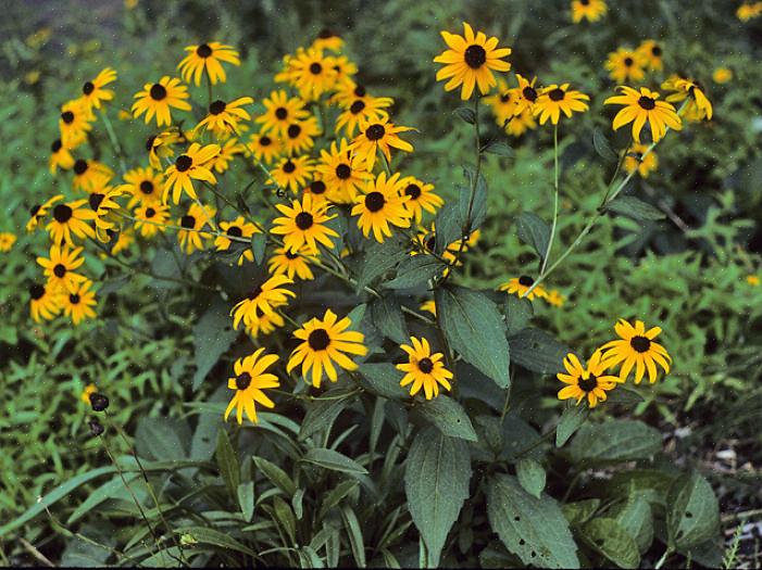 Rudbeckia hirta 'Maya' muistuttaa syksyn äitejä sen kerros frilly terälehtiä