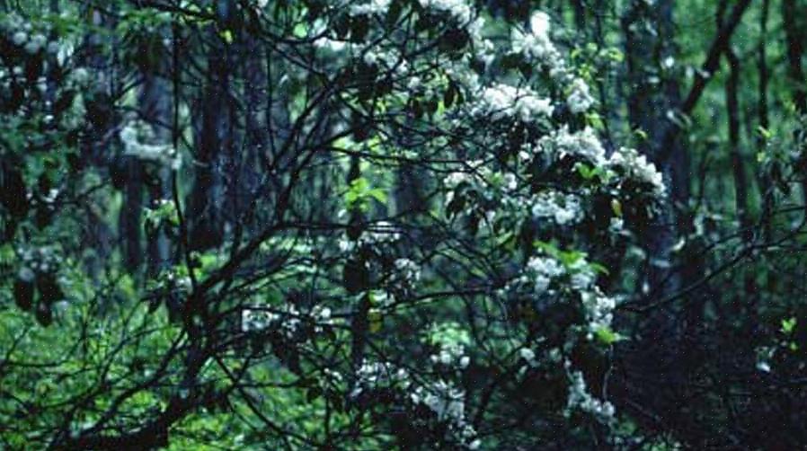 Kaksi yleisintä kitaran valmistuksessa käytettyä lajia ovat musta leppä (Alnus glutinosa)