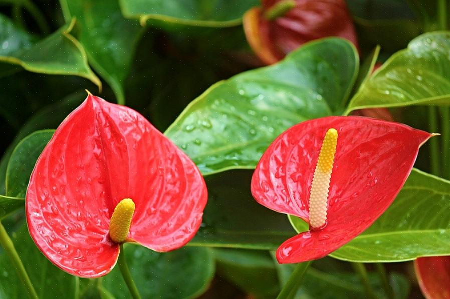 Anthurium kasvaa rikkaassa