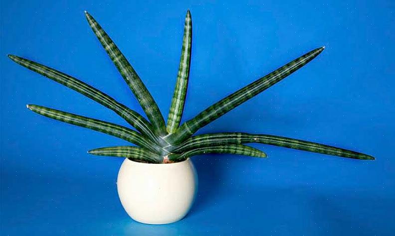 Sansevieria cylindrica on vasta uusi Euroopalle