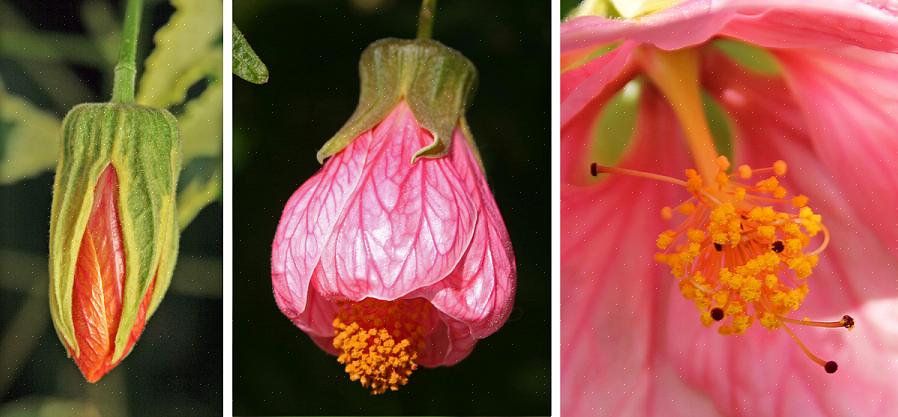 Abutilon ovat vapaasti kukkivia kasveja