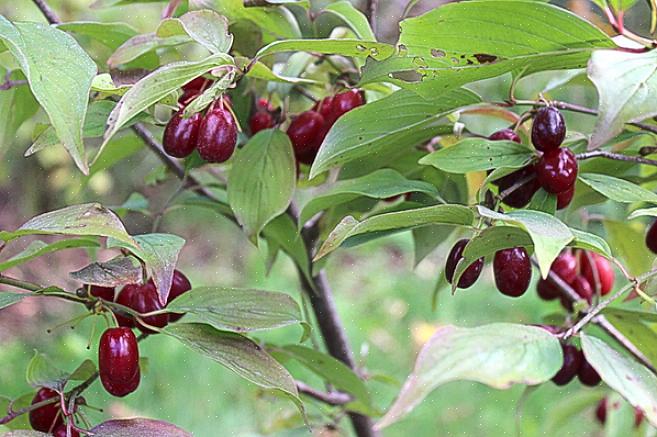 Tämän pensaan nimiä ovat Cornelian kirsikka