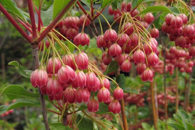 Harkitse Enkianthus campanulatusin