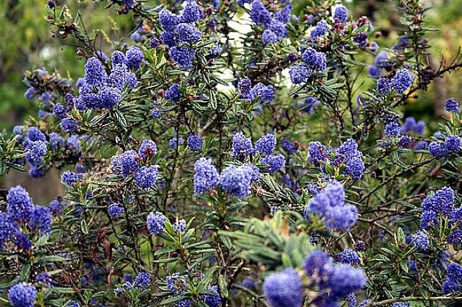 Sinikukkainen ceanothus (Ceanothus thyrsiflorus) on ikivihreä pensas