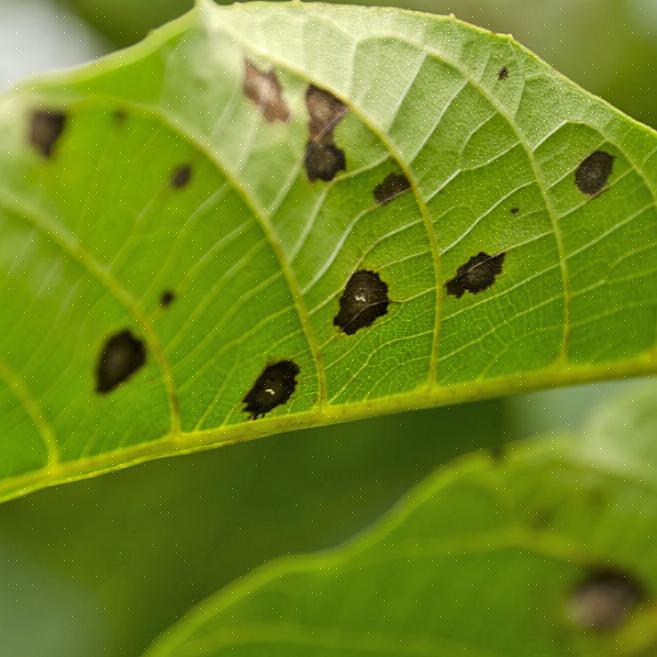 Taudista on raportoitu noin kahdella kymmenellä Prunus-lajilla