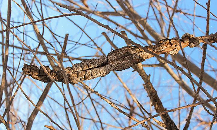 Jossa villit Prunus-lajit ovat usein mustasolmun tartuttamia