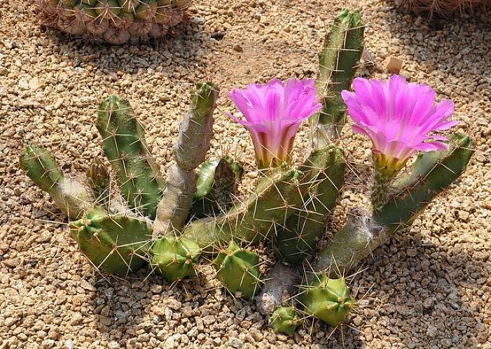 Saatat nähdä Echinocereuksen puutarhakeskuksessa