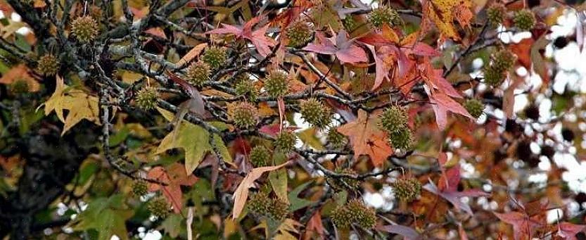 Tämän puulajin latinankielinen nimi on Liquidambar styraciflua