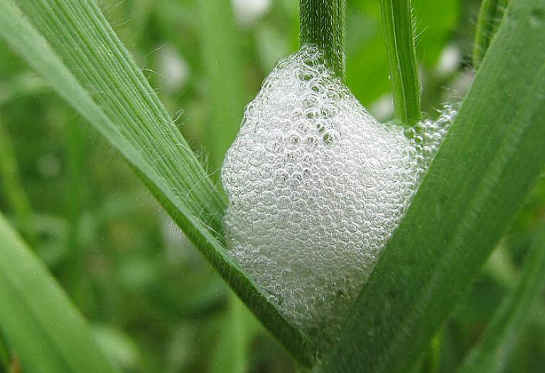 Vaikka spittlebug-nymfit ruokkivat kasvimehua