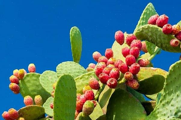 Koska piikikäs päärynäkaktus kukoistaa kuumilla