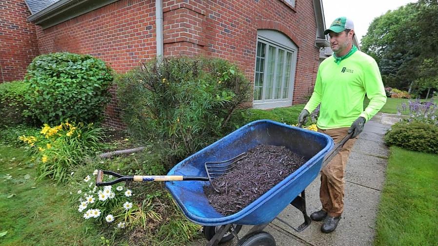 Onko värjättyä multaa (jota kutsutaan myös "värilliseksi mulchiksi") turvallista käsitellä kasvien