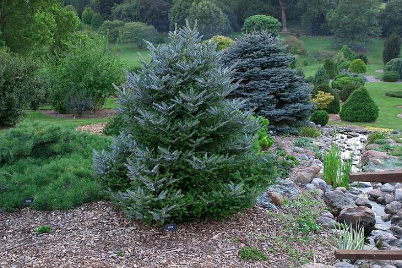 Tämä puu on Abies (kuusipuu) -suvun jäsen